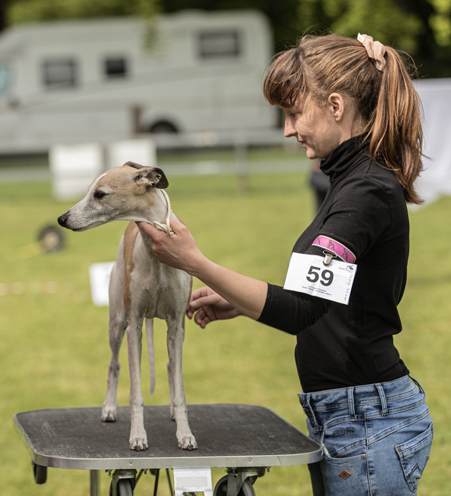 Whippet Ausstellung